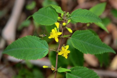 Cây Ðay hay Ðay quả tròn - Corchorus capsularis L
