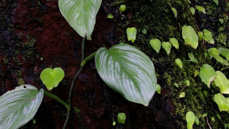 Cây Dây bá, Ráy dây lá lớn - Scindapsus officinalis Schott