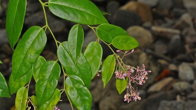Cây Dây đằng ca - Securidaca inappendiculata Hassk. (S. tavoyana Wall.)