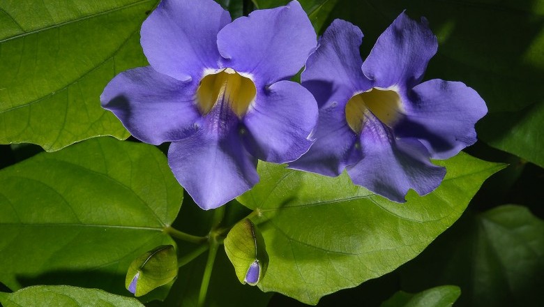 Cây Dây bông xanh, Bông báo - Thunbergia grandiflora (Roxb. ex Rottl.) Roxb