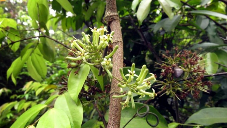 Cây Dây củ chi, Dây đồng tiền - Strychnos angustiflora Benth
