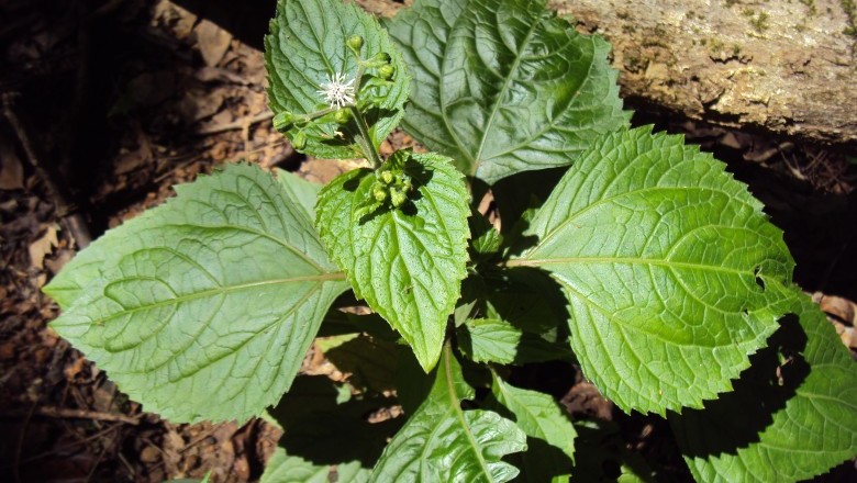 Cây Tuyến hùng lá to - Adennostemma macrophyllum (Blume.) DC. (Lavenia macrophylla Blunne) 