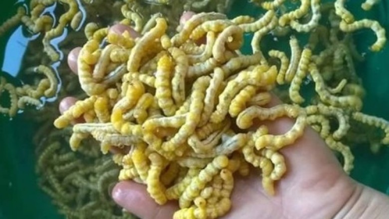 Vài triệu đồng một kg sâu ví như đông trùng hạ thảo
