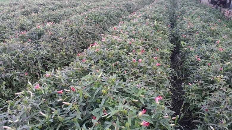 Bố chính sâm, Sâm bố chính, cây thuốc quý trong vườn nhà - Hibiscus sagittifolius