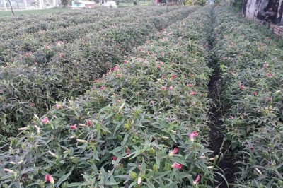 Bố chính sâm, Sâm bố chính, cây thuốc quý trong vườn nhà - Hibiscus sagittifolius