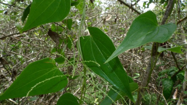 Cây Từ Poilane - Dioscorea poilanei Prain et Burk