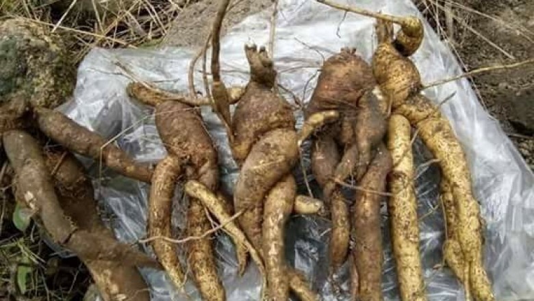 Rễ cây sâm bố chính, Bố chính sâm, Thổ hào sâm, Nhân sâm Phú Yên