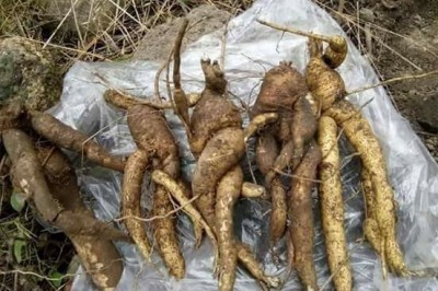 Rễ cây sâm bố chính, Bố chính sâm, Thổ hào sâm, Nhân sâm Phú Yên