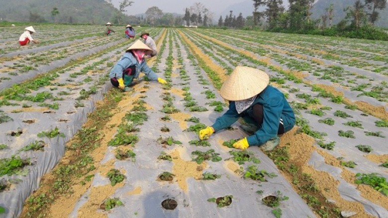 3 định hướng phát triển ngành dược liệu Việt Nam
