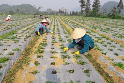 3 định hướng phát triển ngành dược liệu Việt Nam