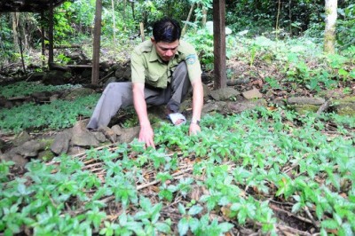 Quảng Nam có điểm du lịch sâm Ngọc Linh độc đáo, hoàn toàn miễn phí