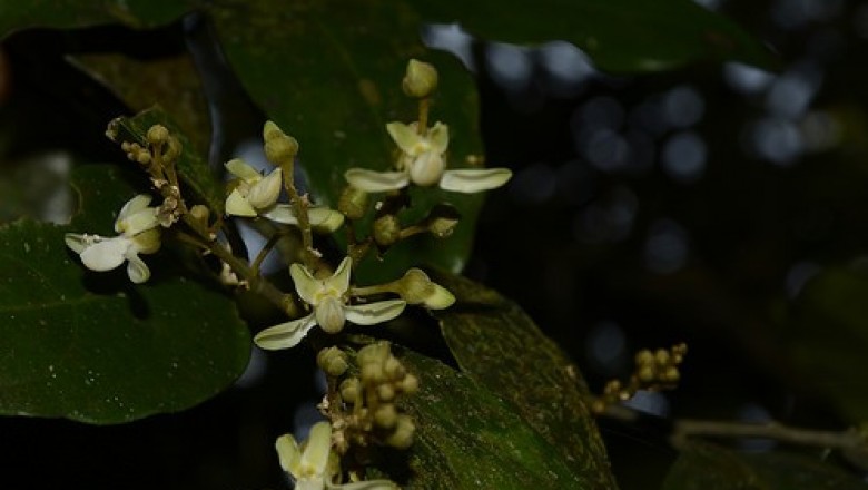 Cây Cúc mộc, Săng ớt cao - Xanthophyllum excelsum Blume