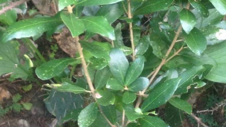 Cây Cù đèn - Croton oblongifolius Roxb