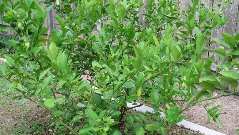 Những bài thuốc đông y từ cây chanh theo DS. Đỗ Đức Huy