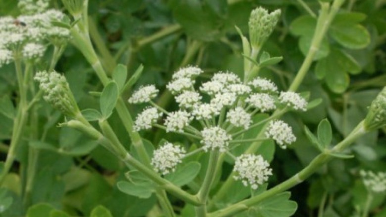Cây Tiền hồ, Quy nam - Peucedanum decursivum (Miq) Maxim (Angelica decursiva (Miq) Fr. et. Sav.)