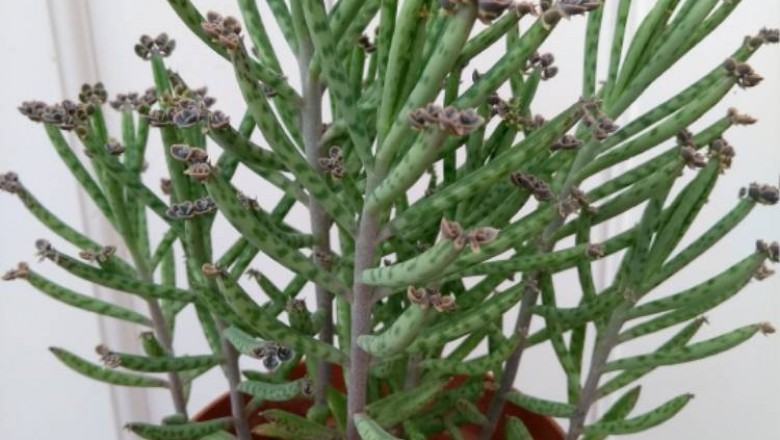 Cây Trường sinh rằn - Kalanchoe tubiflora (Harv.) Ham (Bryophyllum tubiflorum Harv.)