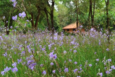Cây Trường sâm, trai thuốc, Tóc loi - Murdannia medica (Lour.) Hong