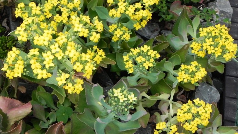 Cây Trường sinh muỗng. Trường sinh lá to - Kalanchoe spathulata (Poir) DC