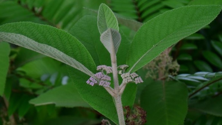 Cây Tử châu hoa trần - Callicarpa nudiflora Hook et Arn (C. reevesii Wall)