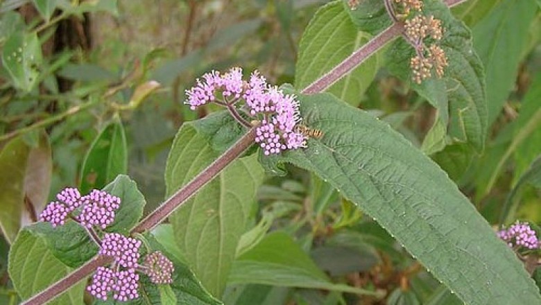 Cây Tử châu đỏ, Tu hú hồng, bọt ếch đỏ - Callicarpa rubella Lindl