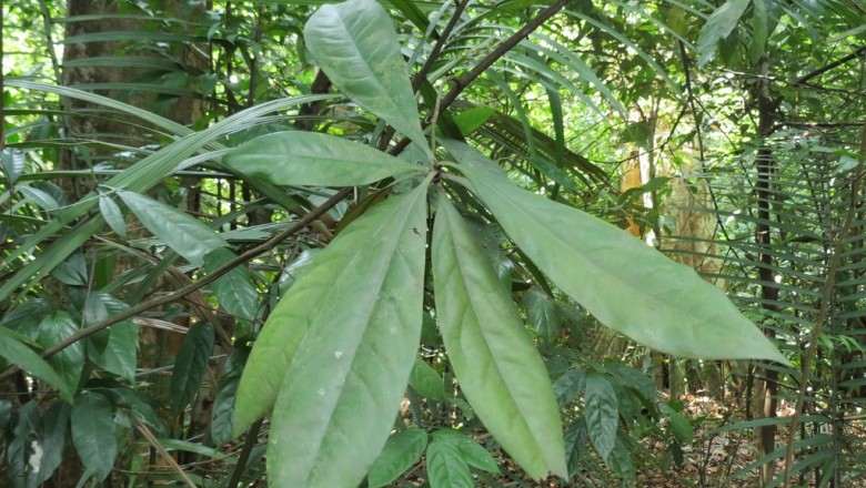 Cây trương quân trừ phong thấp, giải nhiệt, giải độc, mạnh gân, khoẻ xương, trục ứ, trừ đờm