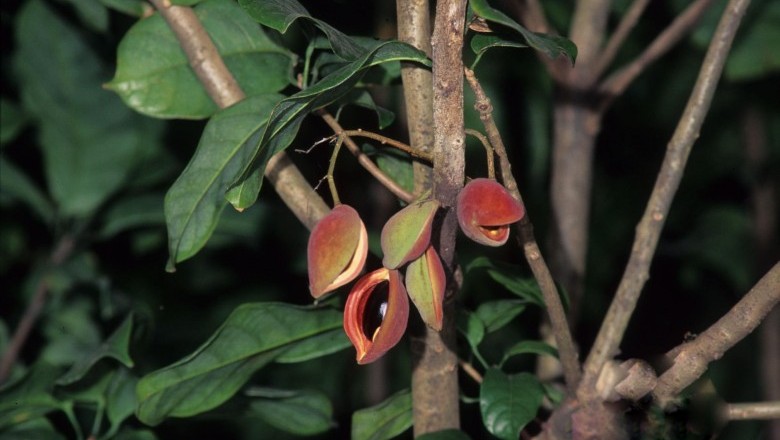 Cây Trôm quý, Cây mề gà - Sterculia nobilis Sni