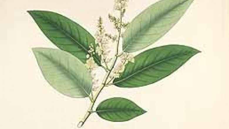 Cây Trứng cuốc - Stixis scandens Lour (S. elongata Pierre.)