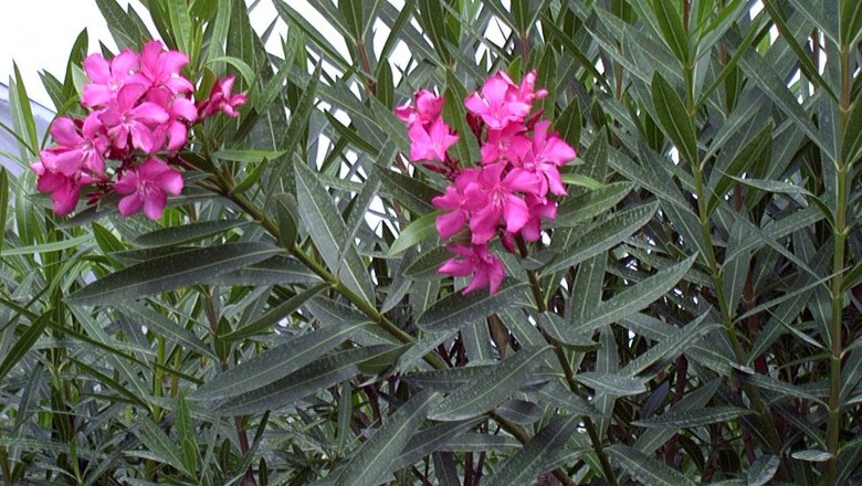 Cây Trúc đào, Giáp trúc đào, Ðào lê - Nerium oleander L