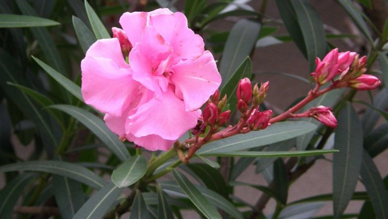 Cây Trúc đào thơm, Bông trúc đào - Nerium indicum Mill. (N. odoum Soland.)