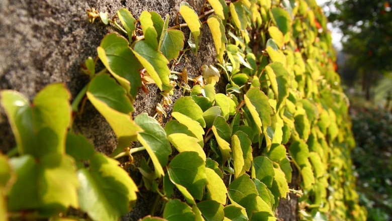 Cây Trinh đằng khác lá - Parthenocissus heterophylla (Blume) Merr. (P. landuk (Planch.) Gagnep.)