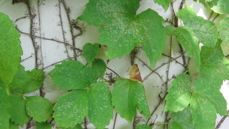 Cây Trinh đằng ba mũi, Bà sơn hổ - Parthenocissus tricuspidata (Sieb. et Zucc.) Planch