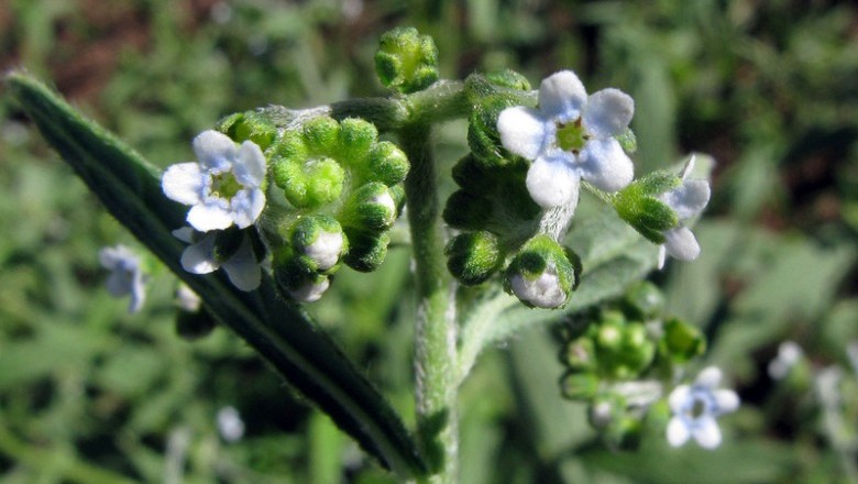Cây Tro buồn, Lo buồn - Cynoglossum lanceolatum Forssk