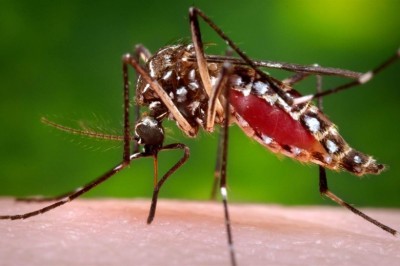 Thuốc mới điều trị bệnh sốt rét