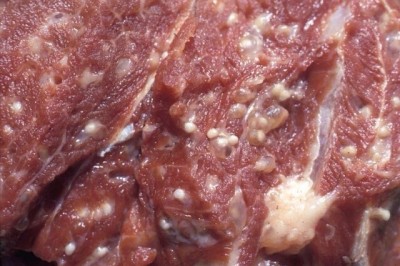 Ăn thịt lợn đầy hạch trắng, hơn 400 học sinh phải đi xét nghiệm bệnh nguy hiểm