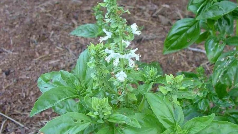 Cây dược liệu cây Trà tiên, Hương thảo - Ocimum basilicum L., var. pilosum (Willd.) Benth