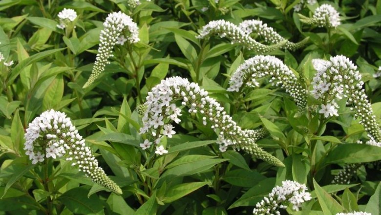 Cây Trân châu rau - Lysimachia clethroides Duby