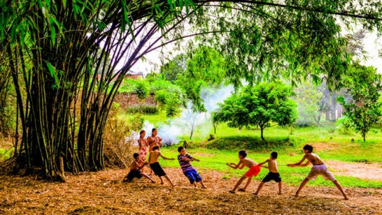 Cây Tre gai, Tre gai rừng, Tre vườn, Tre lộc ngộc, Tre nghệ - Bambusa bambos (L.) Voss (B. arundinaceaRetz. var. spinosa Cam.)