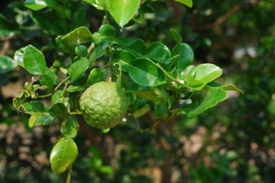 Cây Trấp, Trúc, Chanh xác - Citrus hystrix DC