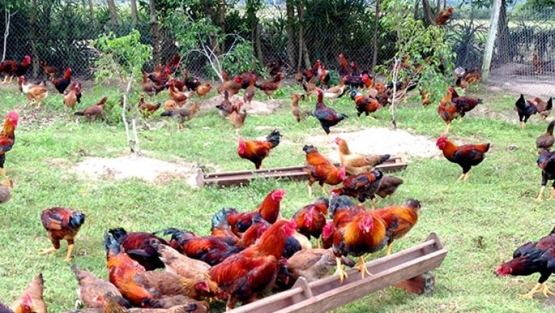 Quy trình nuôi gà thả vườn theo tiêu chuẩn VietGAHP