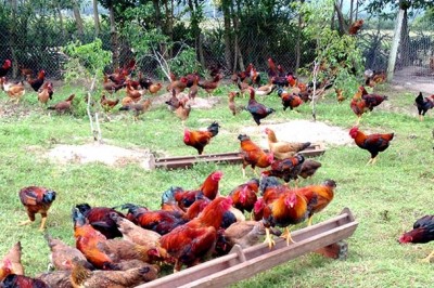Quy trình nuôi gà thả vườn theo tiêu chuẩn VietGAHP