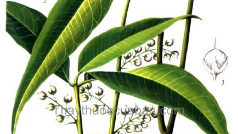 Cây Trân châu ba lá - Lysimachia insignis Hemsl