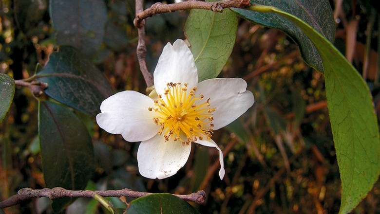 Cây Trà nhuỵ ngắn - Camellia kissii Wall. (Thea drupifera Pierre)