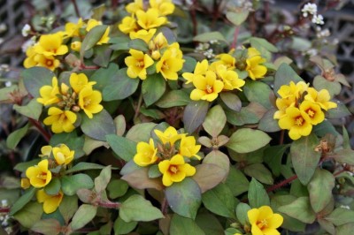 Cây Trân châu hoa phù - Lysimachia congestiflora Hemsl