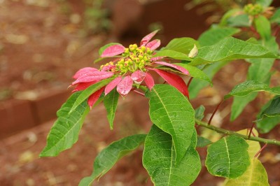 Cây Trạng nguyên - Euphorbia pulcherrima Willd