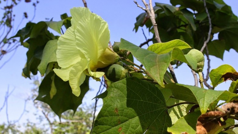 Cây Tra nhỏ, Tra làm thừng - Thespesia lampas (Cav.) Dalz., et Cibs. (Hibiscus lampas Cav.)