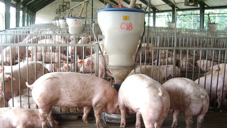 Quy trình thực hành chăn nuôi lợn theo VietGAHP