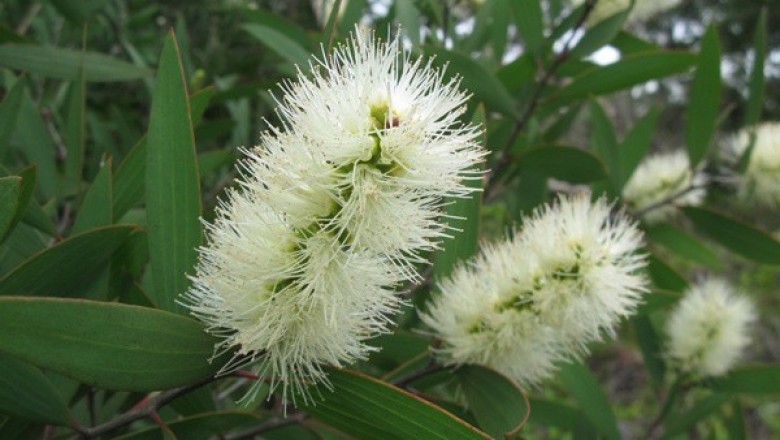 Cây Tràm nhỏ. Chè đồng, Chè cay - Melaleuca quinquenervia (Cav.) S.T. Blake (Myrtus quinquenervia Cav., Melaleuca leucadendra L. p.p.)
