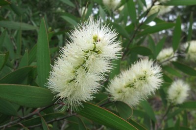 Cây Tràm nhỏ. Chè đồng, Chè cay - Melaleuca quinquenervia (Cav.) S.T. Blake (Myrtus quinquenervia Cav., Melaleuca leucadendra L. p.p.)