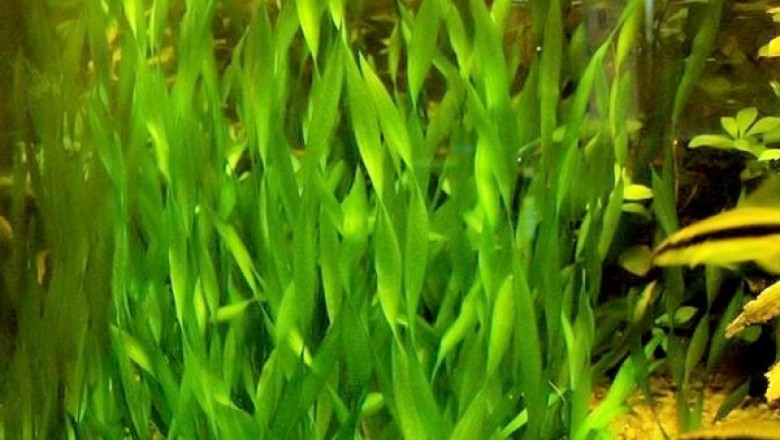 Cây Rong mái chèo, Rong tóc tiên, Rong lá, Tóc tiên nước - Vallisneria spiralis L