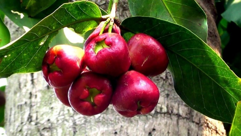 Cây Roi đỏ, Mận hương tàu - Syzygium samarangense (Blume) Merr. et Perry